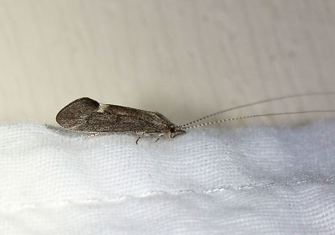 Caddisfly - Trichoptera, maybe  Ceraclea sp.? Habitat: Attracted to a 395 nm LED light in a semi-rural area Caddisfly,Ceraclea,Geotagged,Spring,Trichoptera,United States
