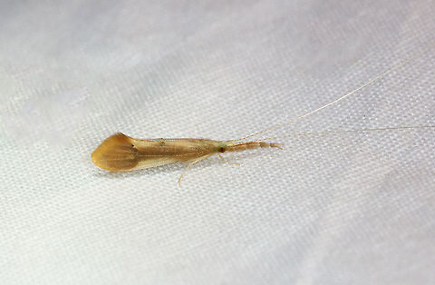Long-horned Caddisfly - Triaenodes tardus Habitat: Attracted to a 395 nm LED light in a semi-rural area Geotagged,Leptoceridae,Spring,Triaenodes,Triaenodes tardus,Trichoptera,United States,caddisfly