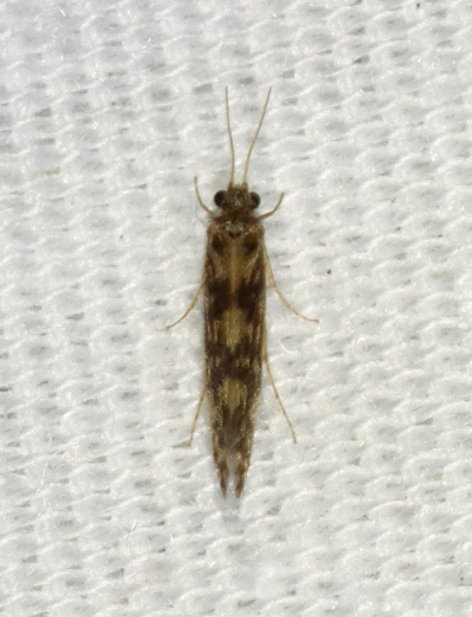 Salt and Pepper Microcaddis - Family Hydroptilidae, Agraylea multipunctata *Tentative ID<br />
<br />
Habitat: Attracted to a 395 nm LED light in a semi-rural area Agraylea,Agraylea multipunctata,Geotagged,Hydroptilidae,Spring,Trichoptera,United States,caddisfly,microcaddisfly