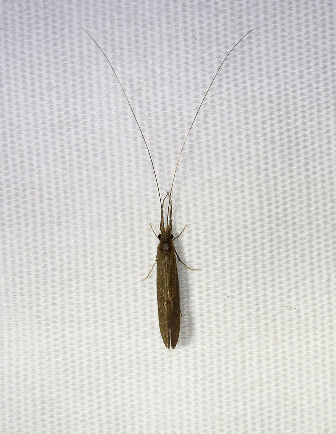 Caddisfly - Trichoptera, Leptoceridae Habitat: Attracted to a 395 nm LED light in a semi-rural area Caddisfly,Geotagged,Leptoceridae,Spring,Trichoptera,United States,long-horned caddisfly