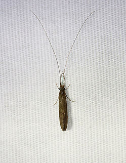 Caddisfly - Trichoptera, Leptoceridae Habitat: Attracted to a 395 nm LED light in a semi-rural area Caddisfly,Geotagged,Leptoceridae,Spring,Trichoptera,United States,long-horned caddisfly