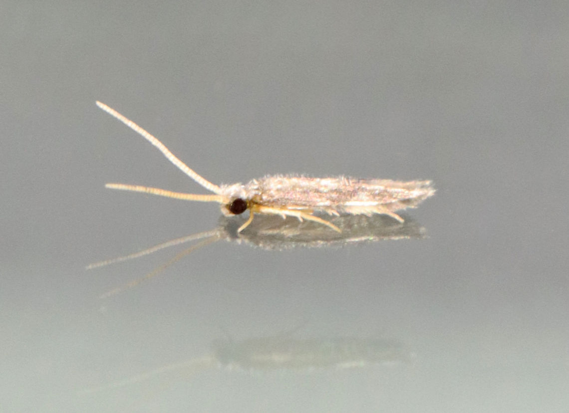 Microcaddisfly - Family Hydroptilidae Habitat: Attracted to a 395 nm LED light in a semi-rural area Geotagged,Hydroptilidae,Spring,Trichoptera,United States,caddisfly,microcaddisfly