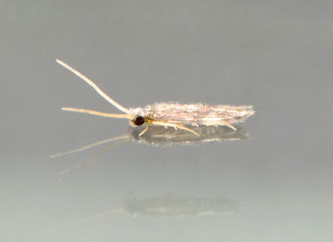 Microcaddisfly - Family Hydroptilidae Habitat: Attracted to a 395 nm LED light in a semi-rural area Geotagged,Hydroptilidae,Spring,Trichoptera,United States,caddisfly,microcaddisfly