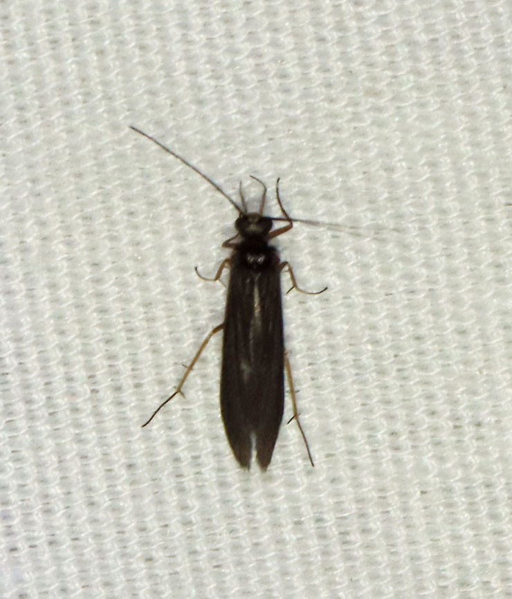 Fingernet Caddisfly - Family Philopotamidae, maybe Chimarra sp. Habitat: Attracted to a 395 nm LED light in a semi-rural area Chimarra,Fingernet Caddisfly,Geotagged,Philopotamidae,Summer,Trichoptera,United States,caddisfly