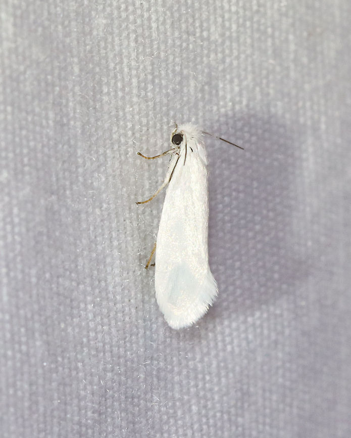 Yucca Moth - Tegeticula yuccasella *Tentative ID<br />
<br />
TL: ~12 mm. White FW with fringed HW. Host: Yucca. Status: Uncommon.<br />
<br />
Habitat: Attracted to a 395 nm LED light in a semi-rural area<br />
<br />
2021(66)<br />
 Geotagged,Spring,Tegeticula,Tegeticula yuccasella,United States,Yucca moth