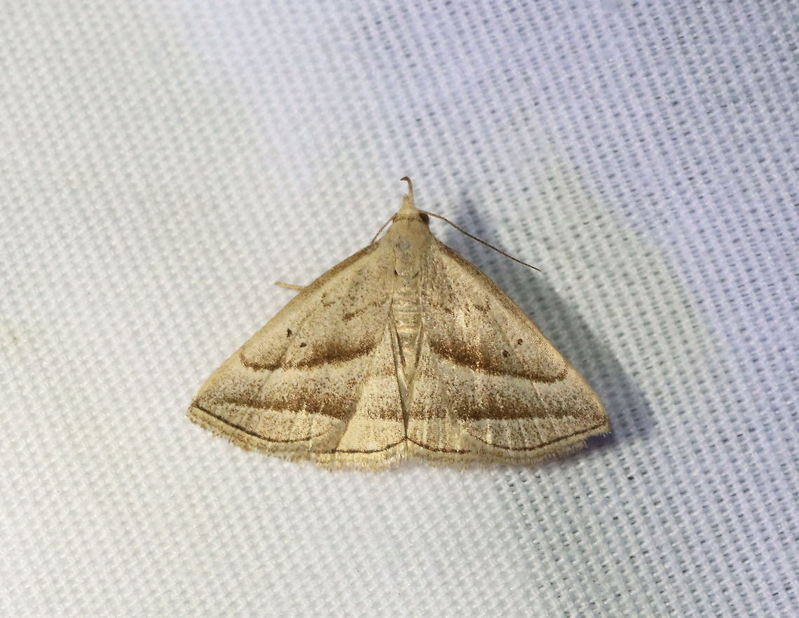 Slant-lined Owlet - Macrochilo absorptalis TL: ~12 mm.  Straw-colored FW with slanting PM line. Straight ST line. Reniform spot has 2 black dots. Host: Sedge. Status: Common.<br />
<br />
Habitat: Attracted to a 395 nm LED light in a semi-rural area<br />
<br />
2021(67) Erebidae,Geotagged,Macrochilo,Macrochilo absorptalis,Slant-lined Owlet,Summer,United States,litter moth,owlet