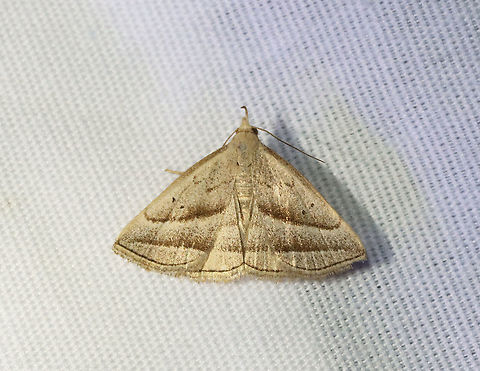 Slant-lined Owlet - Macrochilo absorptalis TL: ~12 mm.  Straw-colored FW with slanting PM line. Straight ST line. Reniform spot has 2 black dots. Host: Sedge. Status: Common.

Habitat: Attracted to a 395 nm LED light in a semi-rural area

2021(67) Erebidae,Geotagged,Macrochilo,Macrochilo absorptalis,Slant-lined Owlet,Summer,United States,litter moth,owlet
