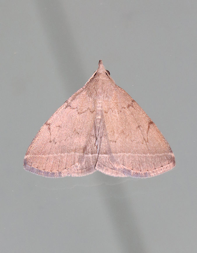 Zanclognatha protumnusalis or Zanclognatha jacchusalis Habitat: Attracted to a 395 nm LED light in a semi-rural area<br />
<br />
2021(68) Geotagged,Summer,United States,Zanclognatha,erebidae,litter moth,moth
