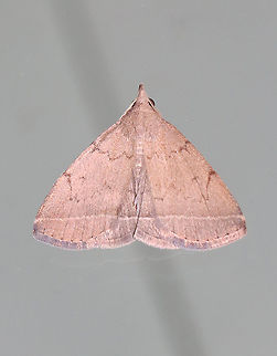 Zanclognatha protumnusalis or Zanclognatha jacchusalis Habitat: Attracted to a 395 nm LED light in a semi-rural area

2021(68) Geotagged,Summer,United States,Zanclognatha,erebidae,litter moth,moth