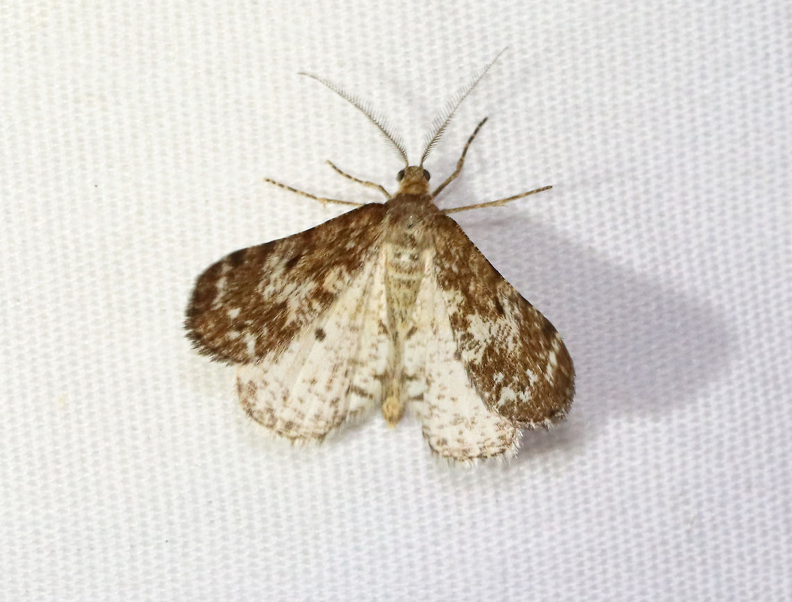 Powder Moth (Male) - Eufidonia notataria WS: ~25 mm. Mottled FW with diffuse bands. Males are darker and more heavily marked than females. HW is pale with discal spots. Hosts: coniferous trees. Status: Common<br />
<br />
*Very similar to Eufidonia discospilata, but that species has a peppery HW with bold lines.<br />
<br />
Habitat: Attracted to a 395 nm LED light in a semi-rural area<br />
<br />
2021(69)<br />
<br />
 Eufidonia,Eufidonia notataria,Geometridae,Geotagged,Powder moth,Summer,United States,moth