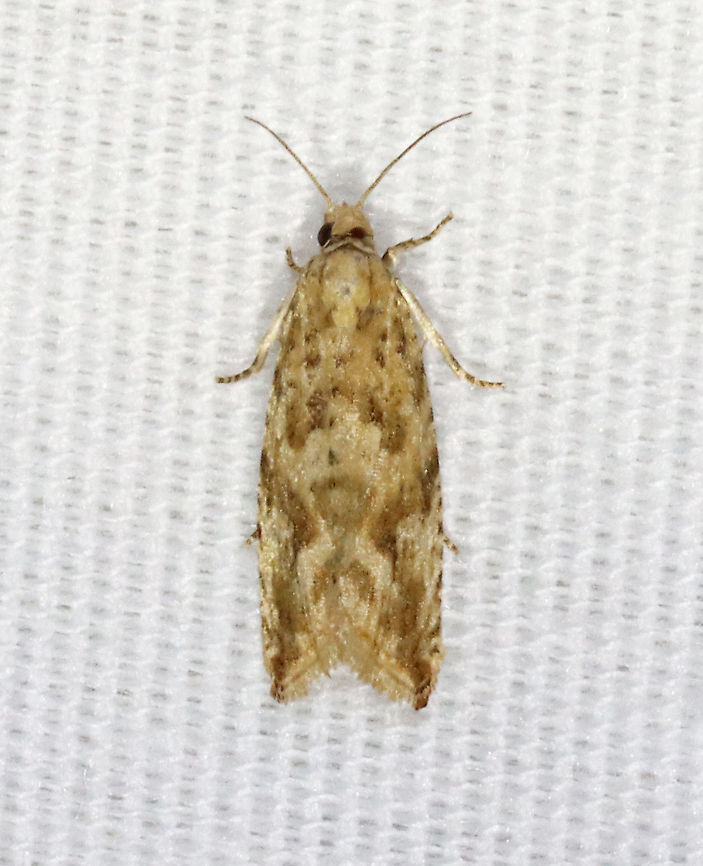 Mottled Marble - Bactra furfurana *This is species intro #1,500 for me on JungleDragon :)<br />
<br />
Habitat: Attracted to a 395 nm LED light in a semi-rural area<br />
<br />
2021(70) Bactra,Bactra furfurana,Geotagged,Mottled Marble,Spring,Tortricidae,United States,moth