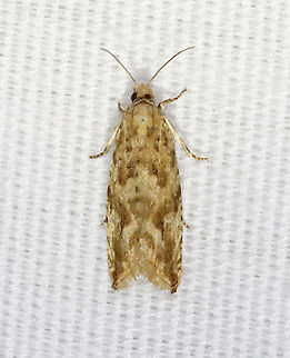 Mottled Marble - Bactra furfurana *This is species intro #1,500 for me on JungleDragon :)

Habitat: Attracted to a 395 nm LED light in a semi-rural area

2021(70) Bactra,Bactra furfurana,Geotagged,Mottled Marble,Spring,Tortricidae,United States,moth