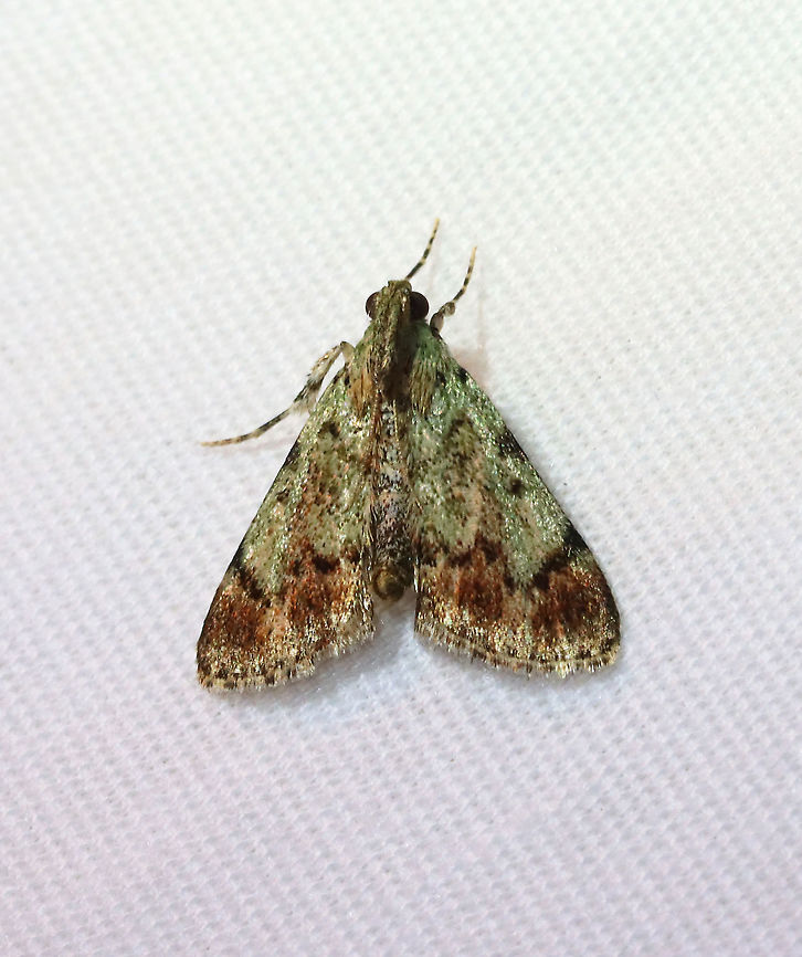 Epipaschia superatalis - Dimorphic Macalla moth TL: ~10 mm. Green FW with brown shading beyond the angled PM line. Hosts: Unknown, probably Rhus sp. and Toxicodendron radicans.<br />
<br />
Habitat: Attracted to a 395 nm LED light in a semi-rural area<br />
<br />
2021(71) Dimorphic macalla moth,Epipaschia,Epipaschia superatalis,Geotagged,Pyralidae,Spring,United States,moth