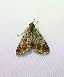Epipaschia superatalis - Dimorphic Macalla moth TL: ~10 mm. Green FW with brown shading beyond the angled PM line. Hosts: Unknown, probably Rhus sp. and Toxicodendron radicans.

Habitat: Attracted to a 395 nm LED light in a semi-rural area

2021(71) Dimorphic macalla moth,Epipaschia,Epipaschia superatalis,Geotagged,Pyralidae,Spring,United States,moth