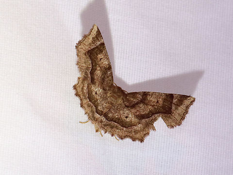 Purplish Metarranthis - Metarranthis homuraria WS: ~30 mm. Scalloped wing margins.

Habitat: Attracted to a 395 nm LED light in a semi-rural area

2021(72) Geometridae,Geotagged,Metarranthis,Metarranthis homuraria,Purplish Metarranthis,Spring,United States,moth