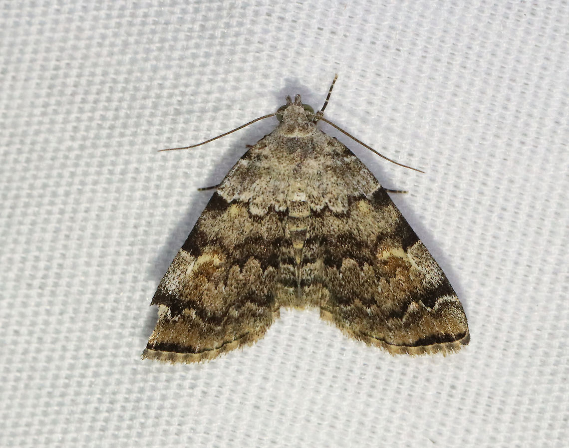 American Idia - Idia americalis TL: ~12 mm. Pale gray FW with jagged black lines that are bold at the costa. Orbicular and reniform spots are rusty brown. Warm shading is present beyond the ST line. Hosts: Lichen<br />
<br />
Habitat: Attracted to a 395 nm LED light in a rural area<br />
<br />
2021(73) American idia,Erebidae,Geotagged,Idia,Idia americalis,Spring,United States,moth