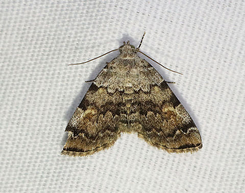 American Idia - Idia americalis TL: ~12 mm. Pale gray FW with jagged black lines that are bold at the costa. Orbicular and reniform spots are rusty brown. Warm shading is present beyond the ST line. Hosts: Lichen

Habitat: Attracted to a 395 nm LED light in a rural area

2021(73) American idia,Erebidae,Geotagged,Idia,Idia americalis,Spring,United States,moth