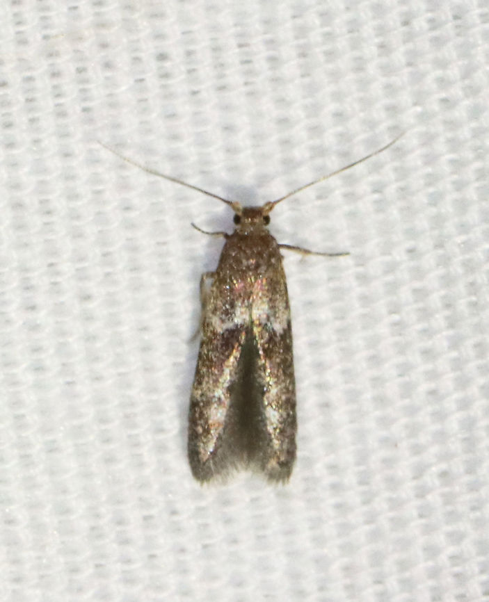 Blastobasis glandulella or Pigritia sp. Habitat: Attracted to a 395 nm LED light in a semi-rural area<br />
<br />
2021() Geotagged,Spring,United States,moth