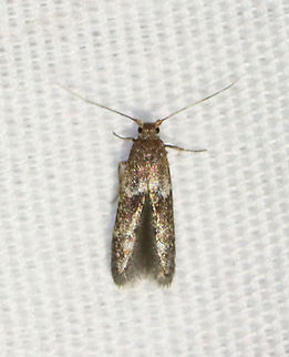 Blastobasis glandulella or Pigritia sp. Habitat: Attracted to a 395 nm LED light in a semi-rural area

2021() Geotagged,Spring,United States,moth
