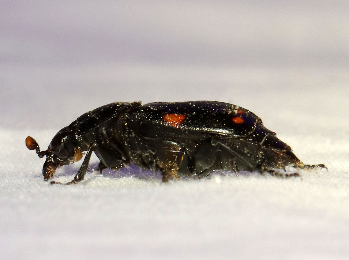 Pustulated Carrion Beetle - Nicrophorus pustulatus TL: ~20 mm. This species doesn&#039;t exhibit the same carcass-burying behaviors of other members of its genus. Instead, it parasitizes the eggs of black rat snakes (Elaphe obsoleta). The larvae eat the snake eggs, and thus qualify as a parasitoid of the snake. This relationship is usually only seen between invertebrates.<br />
<br />
Habitat: Attracted to a light; semi-rural area<br />
<figure class="photo"><a href="https://www.jungledragon.com/image/116539/pustulated_carrion_beetle_-_nicrophorus_pustulatus.html" title="Pustulated Carrion Beetle - Nicrophorus pustulatus"><img src="https://s3.amazonaws.com/media.jungledragon.com/images/3232/116539_thumb.jpg?AWSAccessKeyId=05GMT0V3GWVNE7GGM1R2&Expires=1759968010&Signature=fWlcXbeluq8j6tskazSqmLRrkH4%3D" width="124" height="152" alt="Pustulated Carrion Beetle - Nicrophorus pustulatus TL: ~20 mm.  This species doesn&#039;t exhibit the same carcass-burying behaviors of other members of its genus. Instead, it parasitizes  the eggs of black rat snakes (Elaphe obsoleta). The larvae eat the snake eggs, and thus qualify as a parasitoid of the snake. This relationship is usually only seen between invertebrates.<br />
<br />
Habitat: Attracted to a light; semi-rural area<br />
https://www.jungledragon.com/image/117040/pustulated_carrion_beetle_-_nicrophorus_pustulatus.html Geotagged,Nicrophorus,Nicrophorus pustulatus,Pustulated Carrion Beetle,Silphidae,Spring,United States,beetle,burying beetle,carrion beetle" /></a></figure> Geotagged,Nicrophorus pustulatus,Pustulated Carrion Beetle,Spring,United States