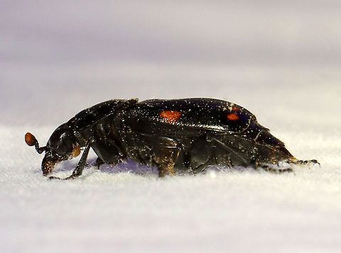 Pustulated Carrion Beetle - Nicrophorus pustulatus TL: ~20 mm. This species doesn't exhibit the same carcass-burying behaviors of other members of its genus. Instead, it parasitizes the eggs of black rat snakes (Elaphe obsoleta). The larvae eat the snake eggs, and thus qualify as a parasitoid of the snake. This relationship is usually only seen between invertebrates.

Habitat: Attracted to a light; semi-rural area
https://www.jungledragon.com/image/116539/pustulated_carrion_beetle_-_nicrophorus_pustulatus.html Geotagged,Nicrophorus pustulatus,Pustulated Carrion Beetle,Spring,United States