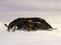 Pustulated Carrion Beetle - Nicrophorus pustulatus TL: ~20 mm. This species doesn't exhibit the same carcass-burying behaviors of other members of its genus. Instead, it parasitizes the eggs of black rat snakes (Elaphe obsoleta). The larvae eat the snake eggs, and thus qualify as a parasitoid of the snake. This relationship is usually only seen between invertebrates.<br />
<br />
Habitat: Attracted to a light; semi-rural area<br />
https://www.jungledragon.com/image/116539/pustulated_carrion_beetle_-_nicrophorus_pustulatus.html Geotagged,Nicrophorus pustulatus,Pustulated Carrion Beetle,Spring,United States