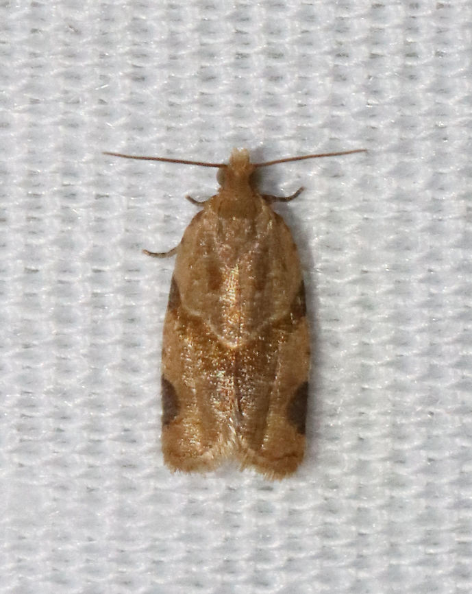 Garden Tortrix - Clepsis peritana TL: ~8 mm. Host: Strawberries. Status: Common.<br />
<br />
Habitat: Attracted to a 395 nm LED light in a semi-rural area<br />
<br />
2021(d) Clepsis,Clepsis peritana,Garden Tortrix,Geotagged,Spring,Tortricidae,Tortrix,United States,moth
