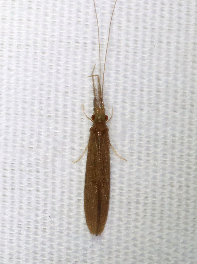 Caddisfly - Trichoptera, Leptoceridae Habitat: Attracted to a light; semi-rural area Caddisfly,Geotagged,Leptoceridae,Spring,Triaenodes,Trichoptera,United States