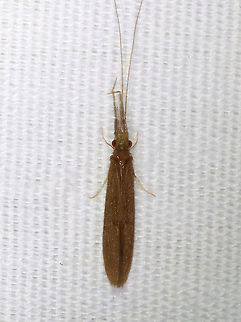 Caddisfly - Trichoptera, Leptoceridae Habitat: Attracted to a light; semi-rural area Caddisfly,Geotagged,Leptoceridae,Spring,Triaenodes,Trichoptera,United States