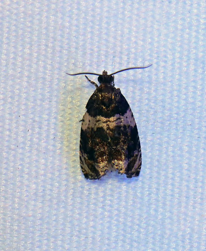 Banded Olethreutes - Olethreutes fasciatana TL: 8 mm. Dark brown FW with lighter highlights along silvery lines. AM line is broadly edged white. Hosts: Poplar and willow. Status: Common.<br />
<br />
Habitat: Attracted to a 395 nm LED light in a semi-rural area<br />
<br />
2021(74) Banded Olethreutes,Geotagged,Olethreutes,Olethreutes fasciatana,Spring,Tortricidae,United States,moth