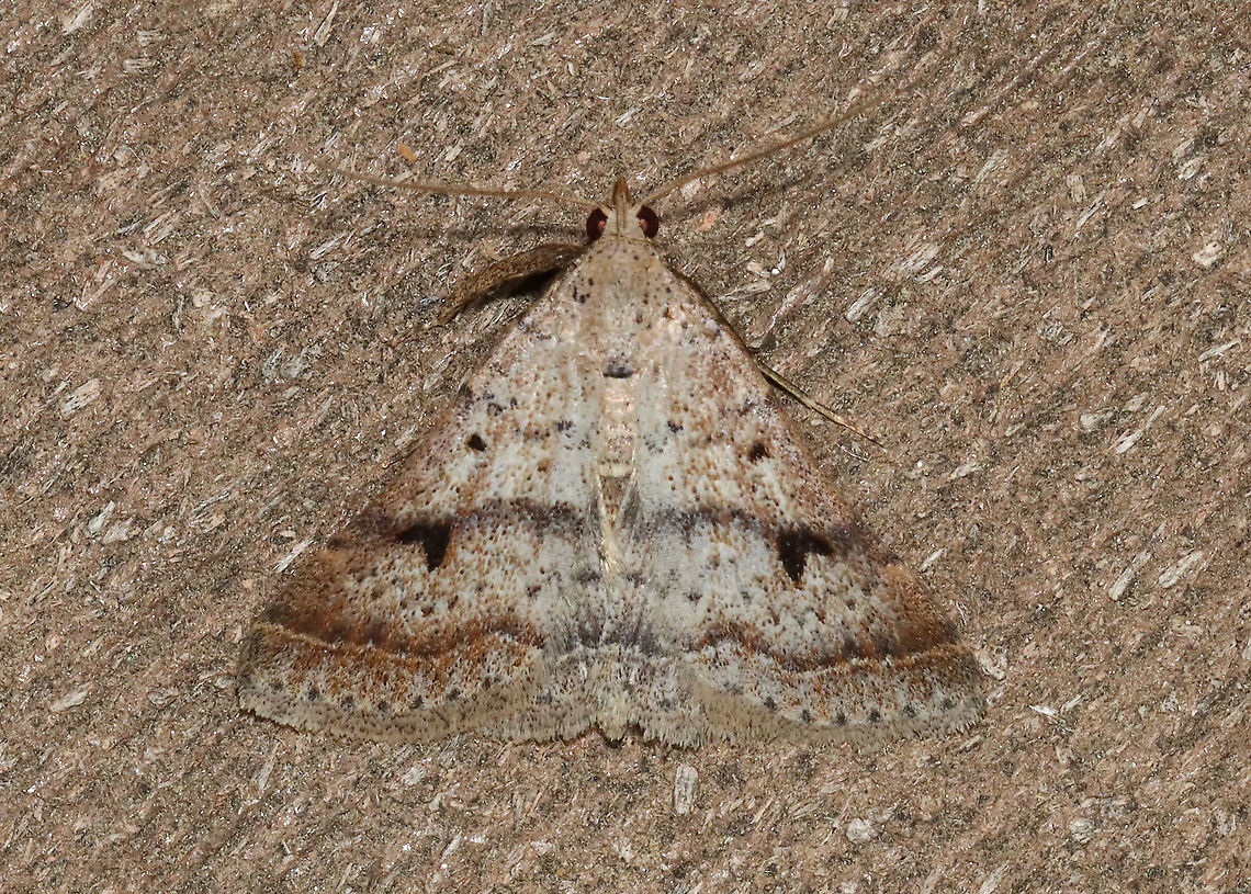 Bent-winged Owlet - Bleptina caradrinalis Habitat: Attracted to a 395 nm LED light in a semi-rural area<br />
<br />
2021(75) Bent-winged Owlet,Bleptina,Bleptina caradrinalis,Erebidae,Geotagged,Spring,United States,owlet