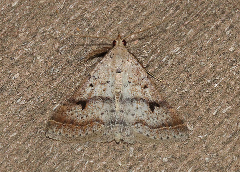 Bent-winged Owlet - Bleptina caradrinalis Habitat: Attracted to a 395 nm LED light in a semi-rural area

2021(75) Bent-winged Owlet,Bleptina,Bleptina caradrinalis,Erebidae,Geotagged,Spring,United States,owlet