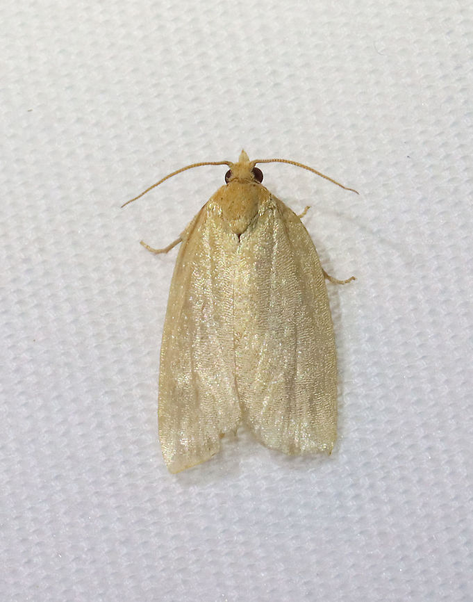 Xenotemna pallorana Habitat: Attracted to a 395 nm LED light in a semi-rural area<br />
<br />
2021(76)<br />
<br />
 Geotagged,Spring,Tortricidae,United States,Xenotemna,Xenotemna pallorana,moth