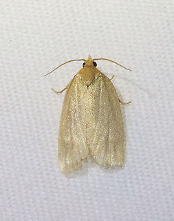 Xenotemna pallorana Habitat: Attracted to a 395 nm LED light in a semi-rural area

2021(76)

 Geotagged,Spring,Tortricidae,United States,Xenotemna,Xenotemna pallorana,moth