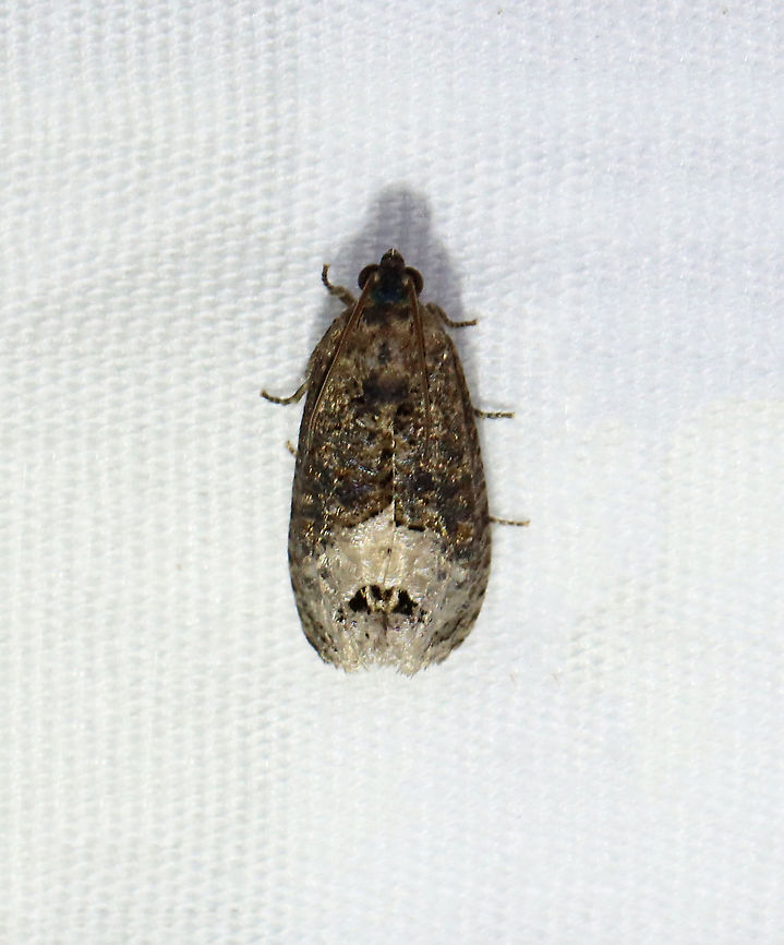 Locust Twig Borer - Ecdytolopha insiticiana TL: ~10 mm. Mottled, grayish brown FW with a marbled appearance. Black median band has a white discal spot. Host: Black Locust<br />
<br />
Habitat: Attracted to a 395 nm LED light in a semi-rural area<br />
<br />
2021(77) Ecdytolopha,Ecdytolopha insiticiana,Geotagged,Locust Twig Borer,Spring,Tortricidae,United States,moth