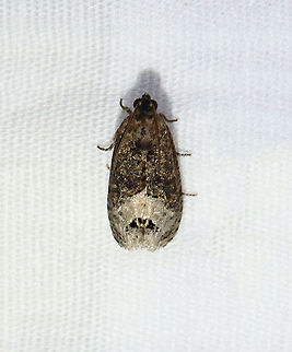 Locust Twig Borer - Ecdytolopha insiticiana TL: ~10 mm. Mottled, grayish brown FW with a marbled appearance. Black median band has a white discal spot. Host: Black Locust

Habitat: Attracted to a 395 nm LED light in a semi-rural area

2021(77) Ecdytolopha,Ecdytolopha insiticiana,Geotagged,Locust Twig Borer,Spring,Tortricidae,United States,moth