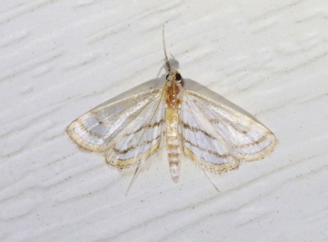 Chestnut- marked Pondweed Moth - Parapoynx badiusalis TL: 12mm. This moth was quite faded. White wings marked with bands. Terminal line was golden yellow/tan.<br />
<br />
Habitat: Attracted to a 395 nm LED light in a semi-rural area<br />
<br />
2021(78) Chestnut-marked pondweed moth,Geotagged,Parapoynx badiusalis,Parapoynx. Crambidae,Spring,United States,moth