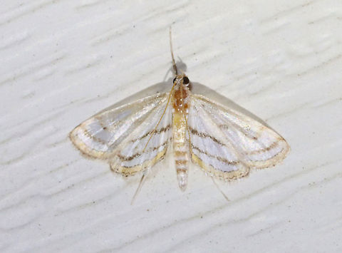 Chestnut- marked Pondweed Moth - Parapoynx badiusalis TL: 12mm. This moth was quite faded. White wings marked with bands. Terminal line was golden yellow/tan.

Habitat: Attracted to a 395 nm LED light in a semi-rural area

2021(78) Chestnut-marked pondweed moth,Geotagged,Parapoynx badiusalis,Parapoynx. Crambidae,Spring,United States,moth