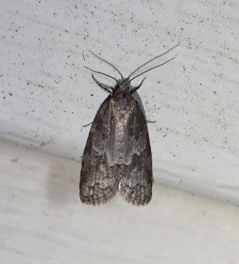 Grey Tortrix - Cnephasia stephensiana *Tentative ID<br />
<br />
Habitat: Attracted to a 395 nm LED light in a semi-rural area<br />
<br />
2021(79) Cnephasia,Cnephasia stephensiana,Geotagged,Grey Tortrix,Spring,Tortricidae,United States,moth