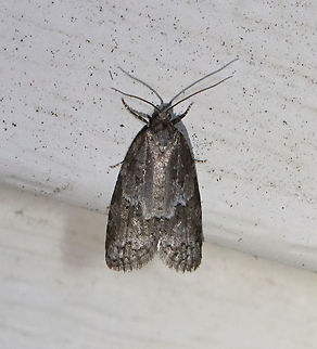 Grey Tortrix - Cnephasia stephensiana *Tentative ID

Habitat: Attracted to a 395 nm LED light in a semi-rural area

2021(79) Cnephasia,Cnephasia stephensiana,Geotagged,Grey Tortrix,Spring,Tortricidae,United States,moth