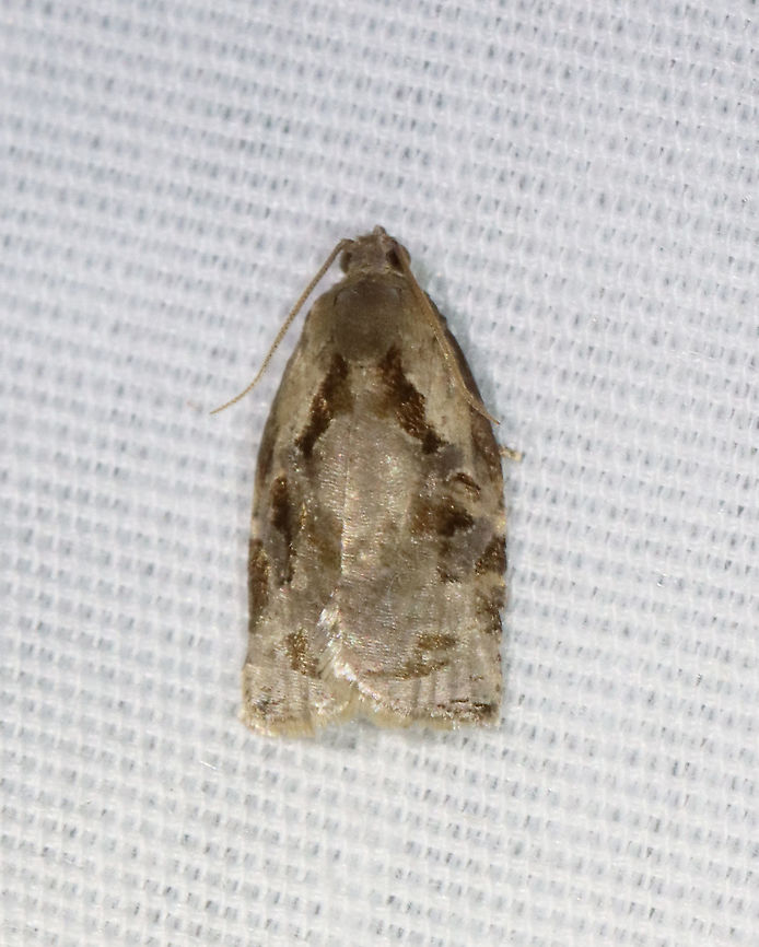 Black Shield Leafroller - Archips grisea TL: ~10 mm. FW brownish gray, with dark-brown markings. Hosts: Hickory, coneflower, oak, hawthorn, apple, pear, and chokecherry.<br />
<br />
Habitat: Attracted to a 395 nm LED light in a rural area<br />
<br />
2021(80) Archips,Archips grisea,Black Shield Leafroller,Geotagged,Spring,Tortricidae,United States,leafroller,moth