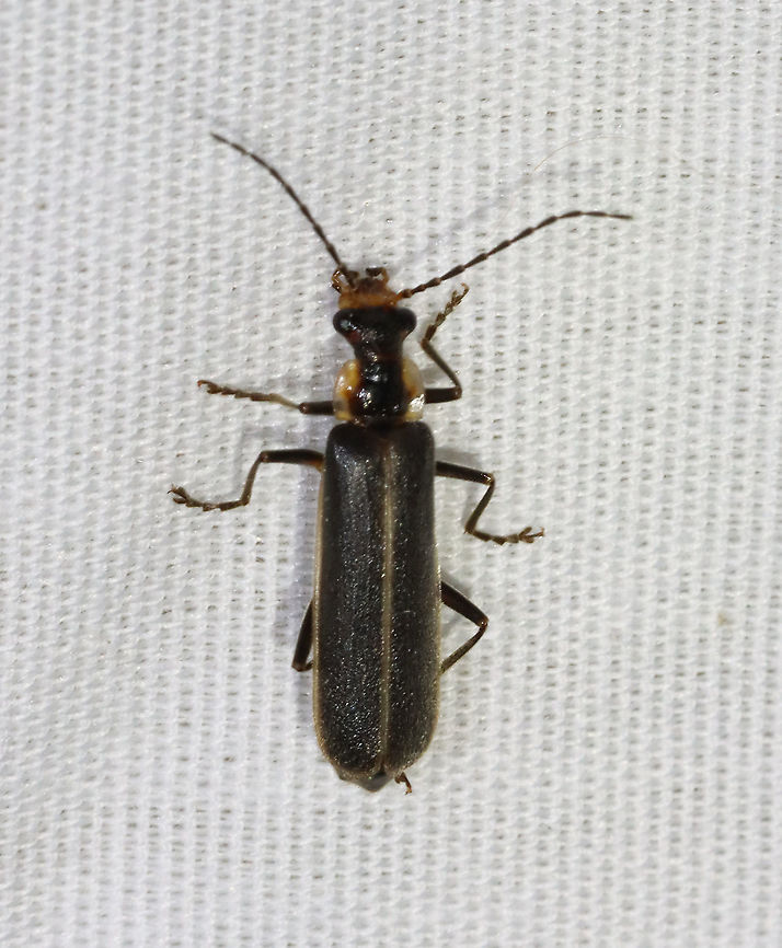 Beetle - Podabrus sp. Maybe Podabrus basillaris<br />
<br />
Habitat: Attracted to a light; semi-rural area Geotagged,Podabrus,Spring,United States,beetle