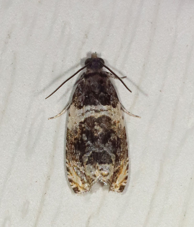Banded Olethreutes - Olethreutes fasciatana TL: 8 mm. Dark brown FW with lighter highlights along silvery lines. AM line is broadly edged white. Hosts: Poplar and willow. Status: Common.<br />
<br />
Habitat: Attracted to a 395 nm LED light in a semi-rural area<br />
<br />
2021(d) Banded Olethreutes,Geotagged,Olethreutes,Olethreutes fasciatana,Spring,United States,moth