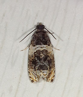 Banded Olethreutes - Olethreutes fasciatana TL: 8 mm. Dark brown FW with lighter highlights along silvery lines. AM line is broadly edged white. Hosts: Poplar and willow. Status: Common.

Habitat: Attracted to a 395 nm LED light in a semi-rural area

2021(d) Banded Olethreutes,Geotagged,Olethreutes,Olethreutes fasciatana,Spring,United States,moth