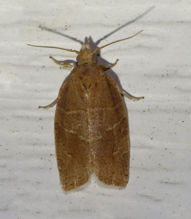 Pandemis limitata - Three-lined Leafroller TL: ~10 mm. Forewings vary from light to dark brown with prominent dark brown markings. The basal, median, and upper postmedial lines are distinct with pale edges.<br />
<br />
Habitat: Attracted to a 395 nm LED light in a semi-rural area<br />
<br />
2021(d) Geotagged,Pandemis limitata,Spring,Three-lined leafroller,United States,leafroller,moth