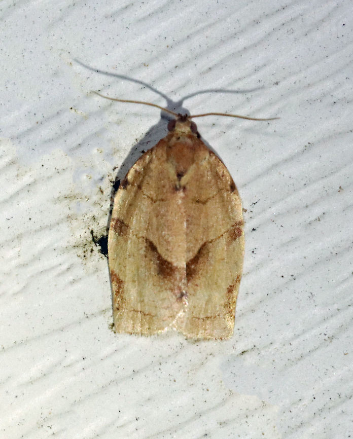 Oblique-banded Leaf Roller - Choristoneura rosaceana TL: ~12 mm. Brown FW with oblique, brown median band and subapical patch. Hosts: Trees and woody plants, including apple, blueberry, and oak.<br />
<br />
Habitat: Attracted to a 395 nm LED light in a semi-rural area<br />
<br />
2021(d)<br />
<br />
 Choristoneura rosaceana,Geotagged,Oblique-banded Leaf Roller,Spring,United States,moth