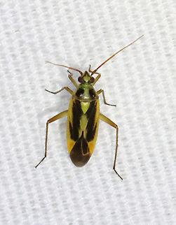 Two-spotted Grass Bug - Stenotus binotatus Habitat: Attracted to a light; semi-rural area Geotagged,Spring,Stenotus,Stenotus binotatus,Two-spotted Grass Bug,United States,bug