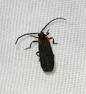 Greenarus thoracicus Or is it Eros humeralis?

Habitat: Attracted to a light; semi-rural area Geotagged,Greenarus,Greenarus thoracicus,Lycidae,Spring,United States,beetle