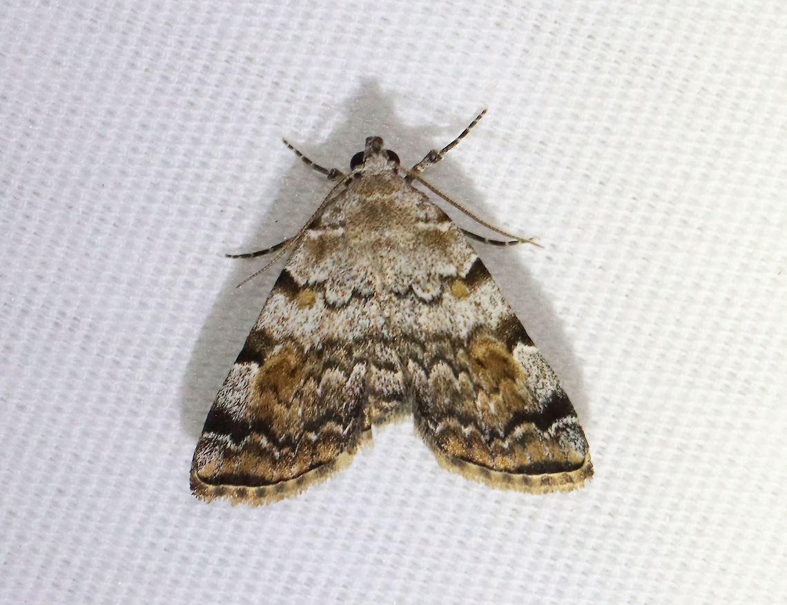 American Idia - Idia americalis TL: ~12 mm. Pale gray FW with jagged black lines that are bold at the costa. Orbicular and reniform spots are rusty brown. Warm shading is present beyond the ST line. Hosts: Lichen<br />
<br />
Habitat: Attracted to a 395 nm LED light in a rural area<br />
<br />
2021(d) American idia,Geotagged,Idia,Idia americalis,Spring,United States,moth