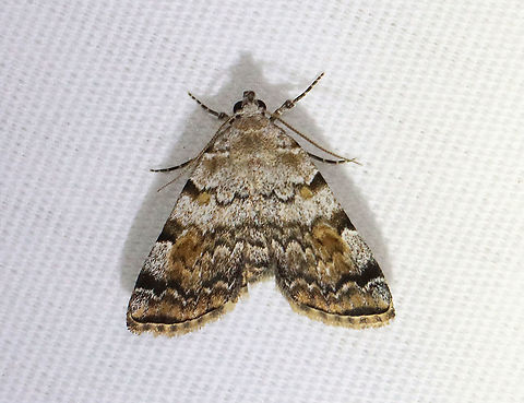 American Idia - Idia americalis TL: ~12 mm. Pale gray FW with jagged black lines that are bold at the costa. Orbicular and reniform spots are rusty brown. Warm shading is present beyond the ST line. Hosts: Lichen

Habitat: Attracted to a 395 nm LED light in a rural area

2021(d) American idia,Geotagged,Idia,Idia americalis,Spring,United States,moth